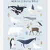 Affiche Animaux Pôle Nord/Sud Living Earth LILIPINSO Bleu Glacier - Lilipinso -Enfant Meubles Boutique affiche animaux pole nordsud living earth lilipinso